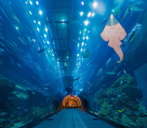 Saving Energy at the Aquarium