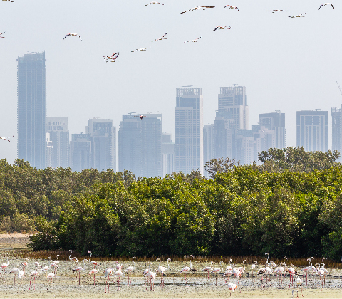 Emaar Hospitality’s Commitment to Mangrove Conservation